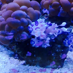 Amazing branching coral my wonderful husband picked up for me at emerald bay! I think it has tripled in size in about 6 months Amazing branching coral my wonderful husband picked up for me at emerald bay! I think it has tripled in size in about 6 months