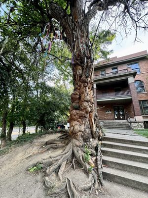 The Witches' Tree by null