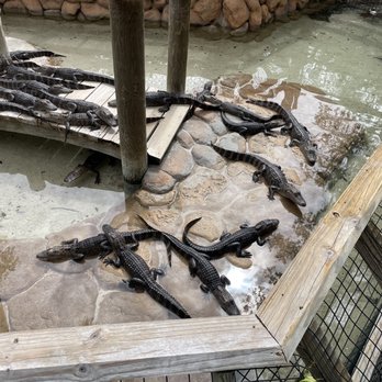 Congo River Golf - alligator enclosure - Mini Golf Near Me - Clearwater, Florida