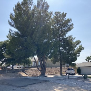 The Tree Pros - Before - Tree Services Near Me - Hesperia, California The Tree Pros - Before - Tree Services Near Me - Hesperia, California