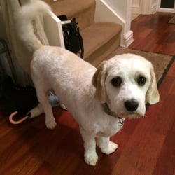 Yew Tree Dog Grooming