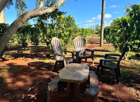 Green World Coffee Farm by null