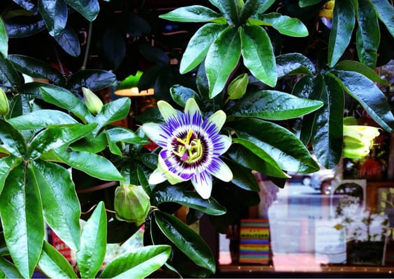 Cloud & Leaf Bookstore, LLC by null