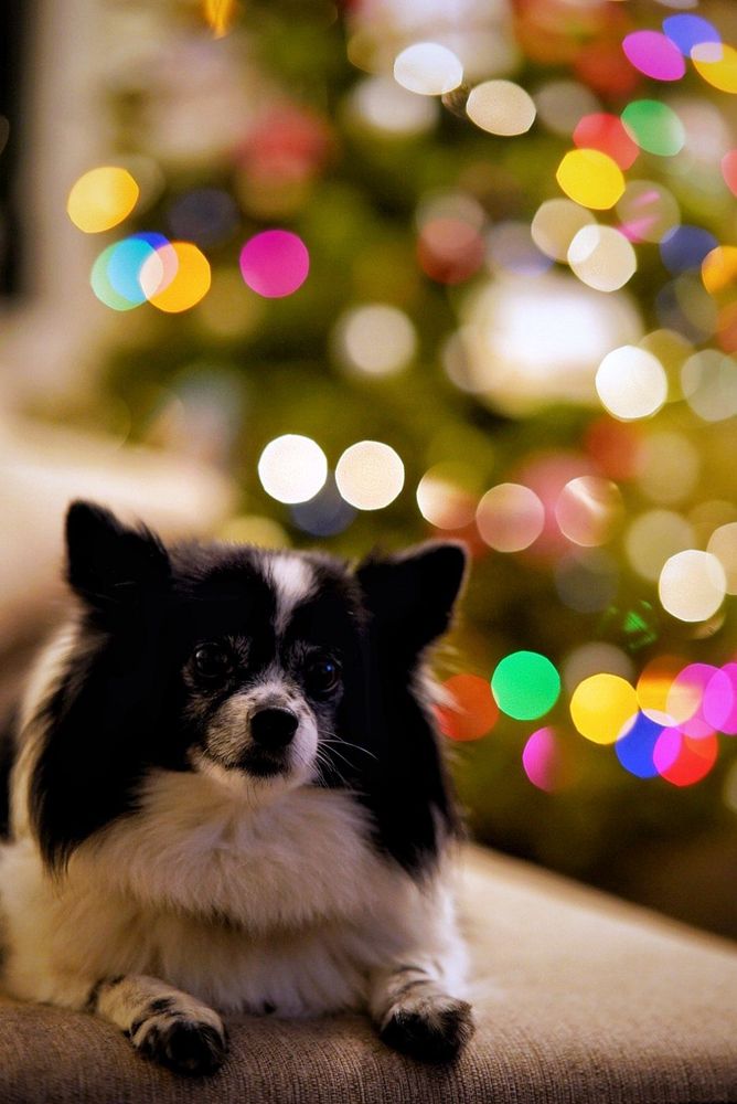 PETS REFERRAL CENTER 103 Photos & 664 Reviews 1048 University Ave, Berkeley, CA Yelp