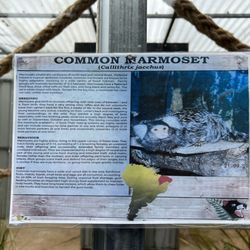Wings Wildlife Park - Common Marmoset