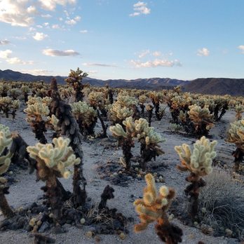 Cholla Cactus Garden - Parks Near Me - Twentynine Palms, California Cholla Cactus Garden - Parks Near Me - Twentynine Palms, California