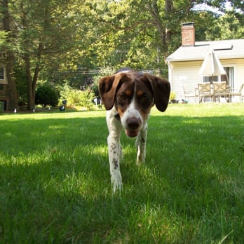 Daily Leash - Laynie - Pet Sitting Near Me - Holliston, Massachusetts Daily Leash - Laynie - Pet Sitting Near Me - Holliston, Massachusetts