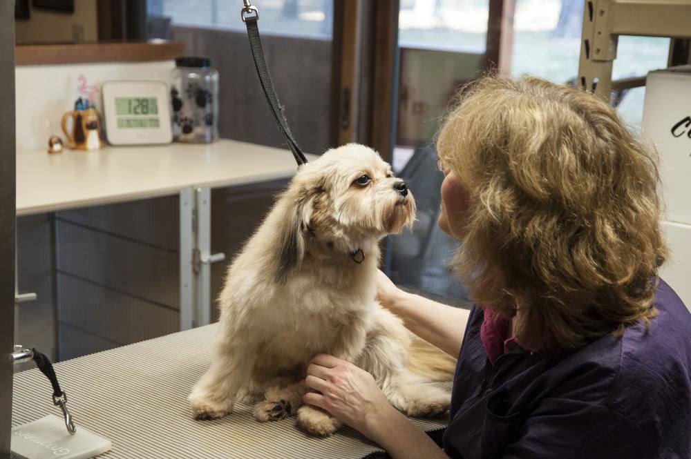 DOUBLE J DOG GROOMING 13 Photos Pet Groomers 1720 E Edgewood Dr