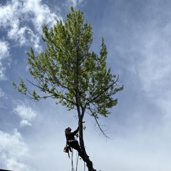 Thompson's Tree Service - Tree Services Near Me Thompson's Tree Service - Tree Services Near Me