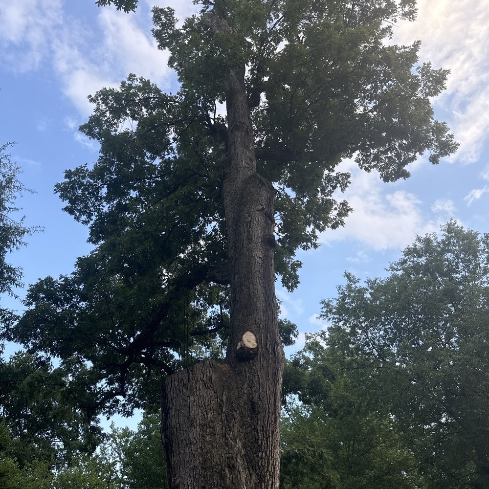 Giron Tree Service - Tree Services Near Me Giron Tree Service - Tree Services Near Me