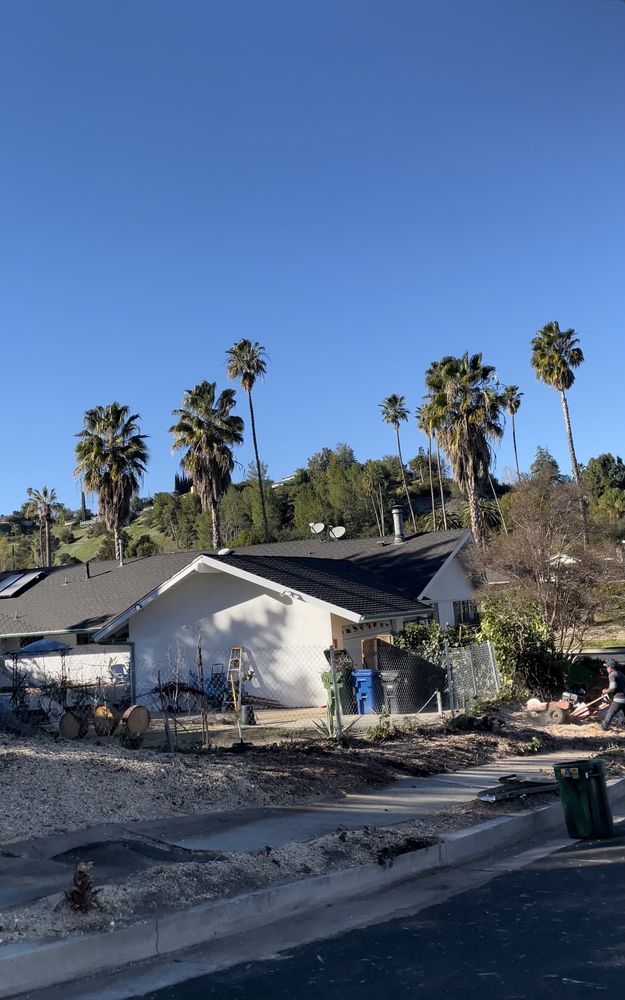 GREEN CREATION TREE CARE 15 Photos West WhittierLos Nietos