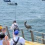 Photo of Los Muertos Pier