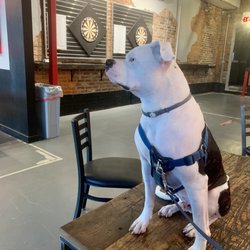 Pax Breu Ruim - Dart boards, dogs, and beer that you can't see because I'm drinking it.
