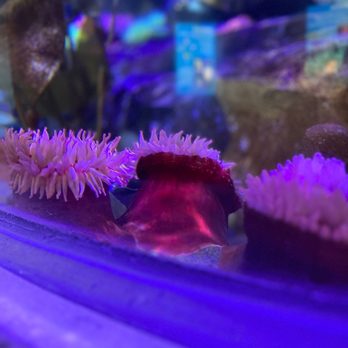 Tennessee Aquarium - Aquariums Near Me - Chattanooga, Tennessee Tennessee Aquarium - Aquariums Near Me - Chattanooga, Tennessee