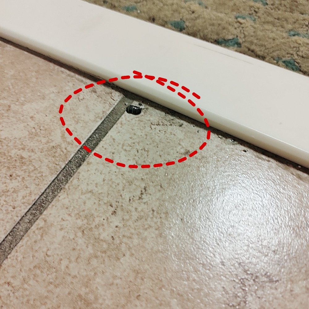 Comfort Suites - One of the bugs my family and I found. Nasty! - Hotels Near Me - Gothenburg, Nebraska