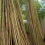 Photo of Bamboo Branch Poles, Parts & Pieces