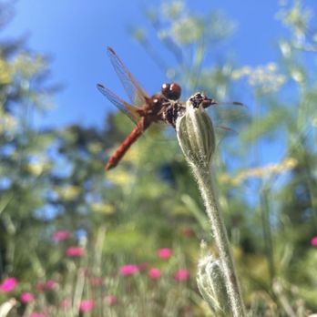 Dragonfly Farm & Nursery - Nurseries & Gardening Near Me - Langlois, Oregon Dragonfly Farm & Nursery - Nurseries & Gardening Near Me - Langlois, Oregon