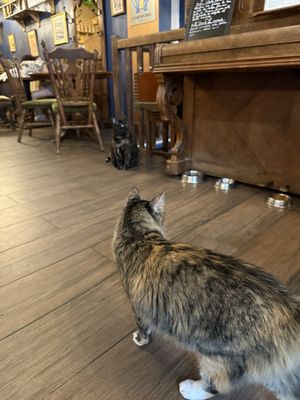 Le Café des Chats by null