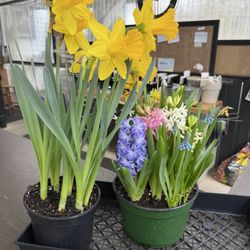 Collier's Nursery - Bulb flowers, 2/18/26