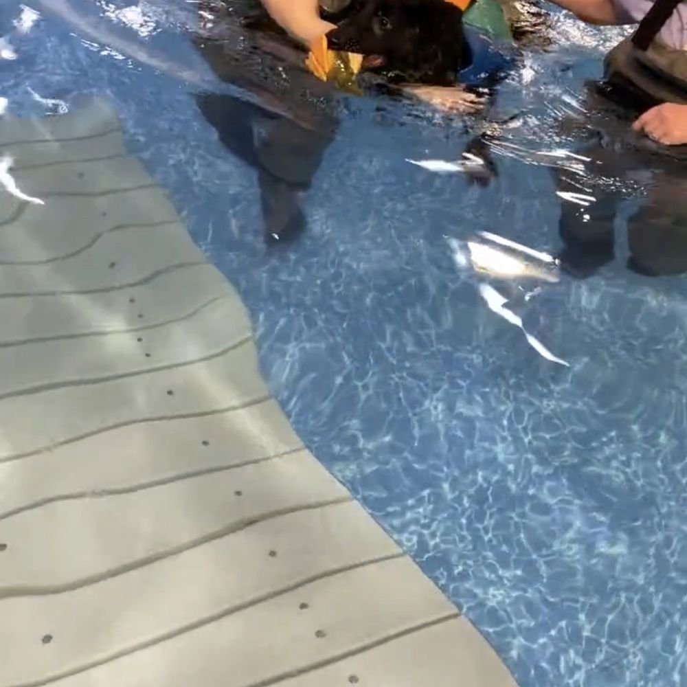 Alaska K9 Aquatics - Zenyokai learning to swim - Pet Stores Near Me - Anchorage, Alaska