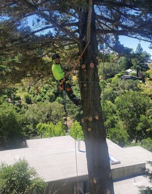 Tree Removal - Whether it’s to prevent catastrophes, comply with regulations, or simply provide clearance we specialize in large or small tree removals.