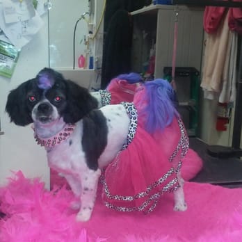 Dawn's Pet Palace - Dawn is amazing when I bring my Mila in she does such a good job and I always enjoy the outcome!!! - Pet Groomers Near Me - Carmichael, California Dawn's Pet Palace - Dawn is amazing when I bring my Mila in she does such a good job and I always enjoy the outcome!!! - Pet Groomers Near Me - Carmichael, California