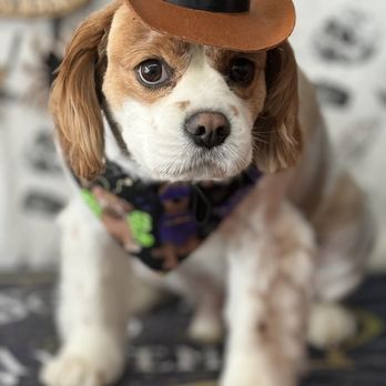 E-Z Dog Wash - Pet Groomers Near Me - Duarte, California E-Z Dog Wash - Pet Groomers Near Me - Duarte, California