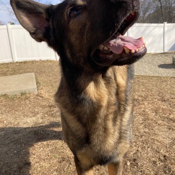 Tail Wagging Walks - Pet Boarding Near Me