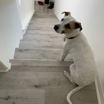 Darling Flooring - Doesn't this floor make me look prettier?! FYI Puppy approved & waterproof! GET YOURS! - Flooring Near Me