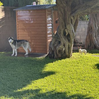 The Pawton - Pet Groomers Near Me