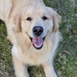 Beckin' Call Dog Training