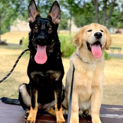 Lex K 9 Dog Training