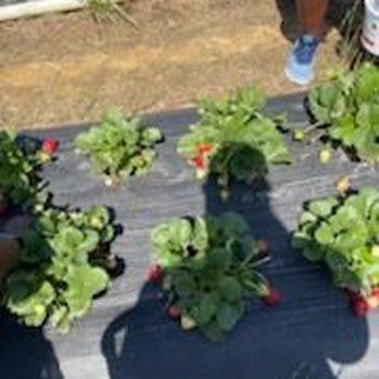 Prescott's Strawberries - Farms Near Me - Wrens, Georgia