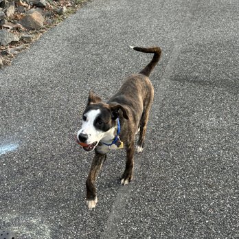 Eleventh Hour Rescue - Our Puppy - Animal Shelters Near Me - Rockaway, New Jersey Eleventh Hour Rescue - Our Puppy - Animal Shelters Near Me - Rockaway, New Jersey