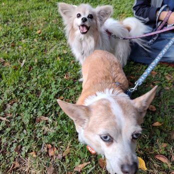 Rowland Heights Park - Dog friendly! - Community Centers Near Me - Rowland Heights, California Rowland Heights Park - Dog friendly! - Community Centers Near Me - Rowland Heights, California