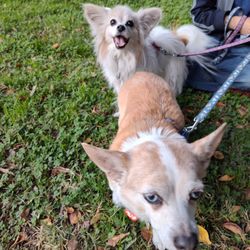 Rowland Heights Park - Dog friendly!
