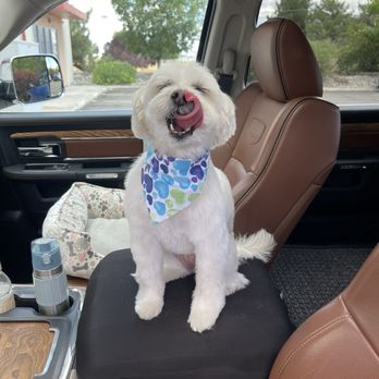 Animal Oasis - Sugar Bear - Pet Groomers Near Me - Reno, Nevada Animal Oasis - Sugar Bear - Pet Groomers Near Me - Reno, Nevada