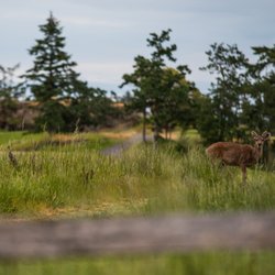 Highland Pacific Golf