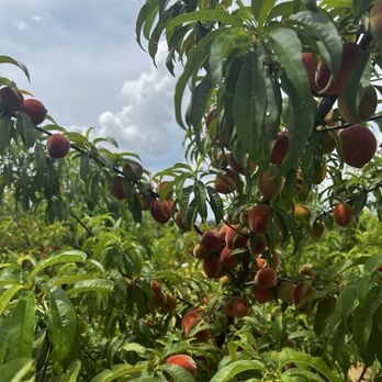 Zeezenia Farm & Sofra - Egyptian Near Me - Newberry, Florida