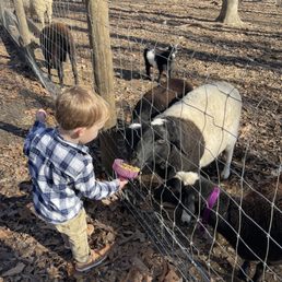 Child feeding animal