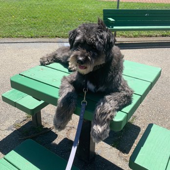 Dan Perata Training - Charlie enjoying himself after a successful Holly Park walk. - Pet Training Near Me - San Francisco, California