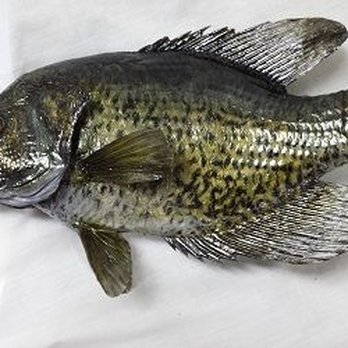 Final Pose Taxidermy - Final Pose Taxidermy - Taxidermy Near Me - Mims, Florida