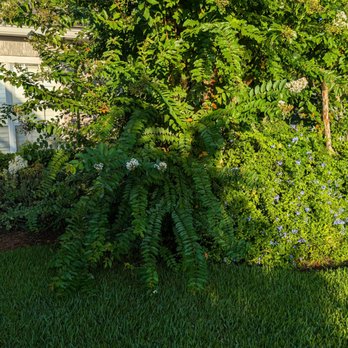 Sir Weeds a Lot - Landscaping Near Me - St. Augustine, Florida Sir Weeds a Lot - Landscaping Near Me - St. Augustine, Florida