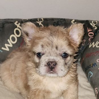 My 1 Frenchie Love - This fluffy pup was so cuddly he is with one of our guardian family awaiting the stud life! - Pet Breeders Near Me My 1 Frenchie Love - This fluffy pup was so cuddly he is with one of our guardian family awaiting the stud life! - Pet Breeders Near Me