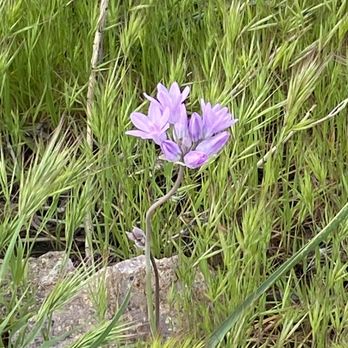 Lost Dutchman State Park - I love the ookow flowers - Parks Near Me - Apache Junction, Arizona
