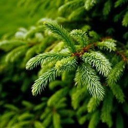 Pines and Needles - Finchley