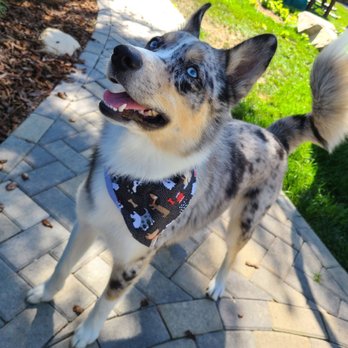 Super Paws Dog Grooming - Pet Groomers Near Me - Corona, California
