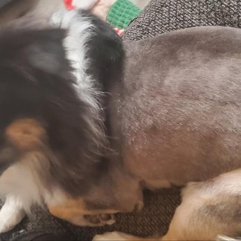 PetSmart - You can see how short it is and the tracks in her fur from the sloppy clipping. Looks like they got through 2/3 of her hair cut and stopped - Pet Stores Near Me - Las Vegas, Nevada