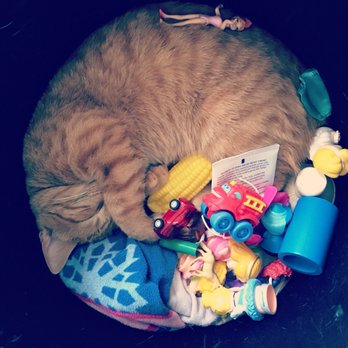 The Happy Beast - Cat in a barrel; snug like a bug. - Pet Stores Near Me - Lafayette, Colorado The Happy Beast - Cat in a barrel; snug like a bug. - Pet Stores Near Me - Lafayette, Colorado