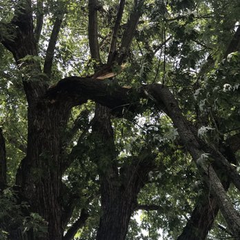 Thiry Tree Service - Before - Tree Services Near Me - Pittsburgh, Pennsylvania